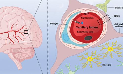 How COVID Infection May Damage the Brain and Affect Mental Illness Symptoms & Mortality