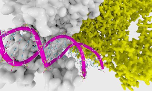 Gut Bacteria’s Vital Role in Prefrontal Cortex, Brain’s White Matter