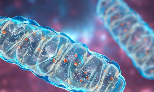 A Problem With Energy-Producing Mitochondria May Increase Risk for Schizophrenia