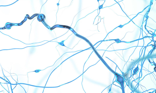 Researchers Discover Potentially Targetable Brain Circuit Controlling Cocaine Withdrawal Anxiety and Relapse